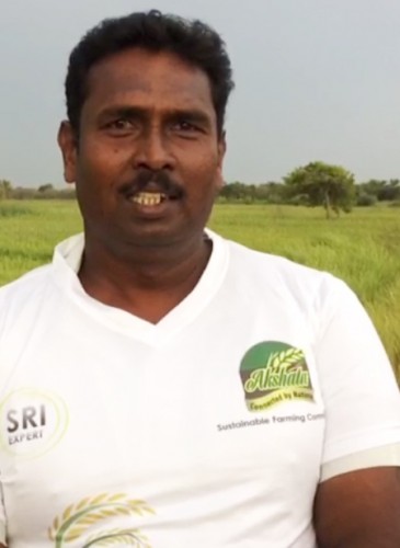 organic farming-akshata rice farmer 1