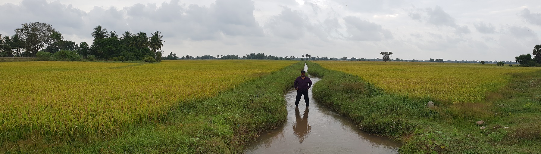 roshan perera-traditional sri lankan rice-suwandel-suwandal-kuruluthuda-pachchpaperumal-kaluheenati-akshata-farmers-srilankanrice (4)