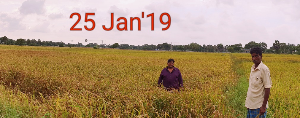 roshan perera-traditional sri lankan rice-suwandel-suwandal-kuruluthuda-pachchpaperumal-kaluheenati-akshata-farmers-srilankanrice (4)