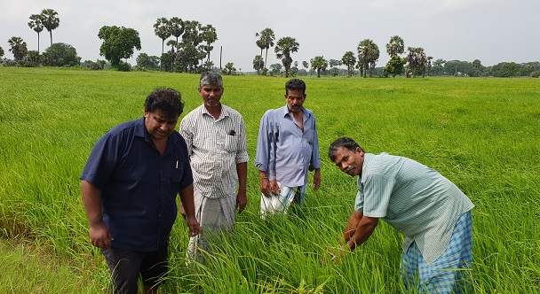 roshan perera-traditional sri lankan rice-suwandel-suwandal-kuruluthuda-pachchpaperumal-kaluheenati-akshata-farmers-srilankanrice (4)