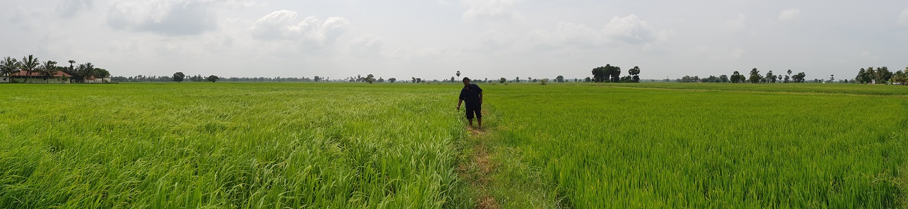 roshan perera-traditional sri lankan rice-suwandel-suwandal-kuruluthuda-pachchpaperumal-kaluheenati-akshata-farmers-srilankanrice (4)