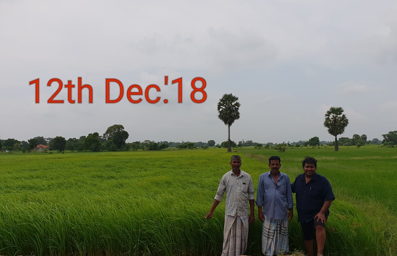 roshan perera-traditional sri lankan rice-suwandel-suwandal-kuruluthuda-pachchpaperumal-kaluheenati-akshata-farmers-srilankanrice (4)