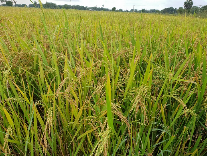 roshan perera-traditional sri lankan rice-suwandel-suwandal-kuruluthuda-pachchpaperumal-kaluheenati-akshata-farmers-srilankanrice (4)