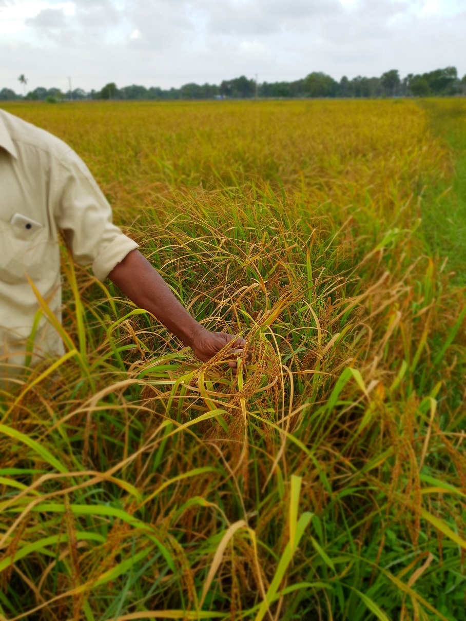 roshan perera-traditional sri lankan rice-suwandel-suwandal-kuruluthuda-pachchpaperumal-kaluheenati-akshata-farmers-srilankanrice (4)